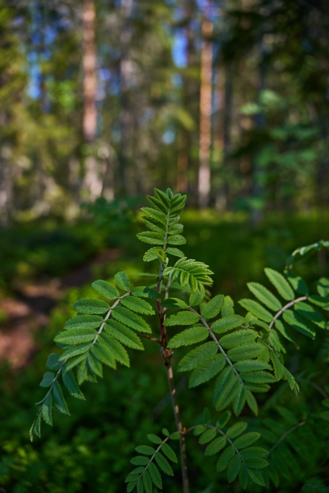Sigma 24-70mm f2.8 II_6w.jpg