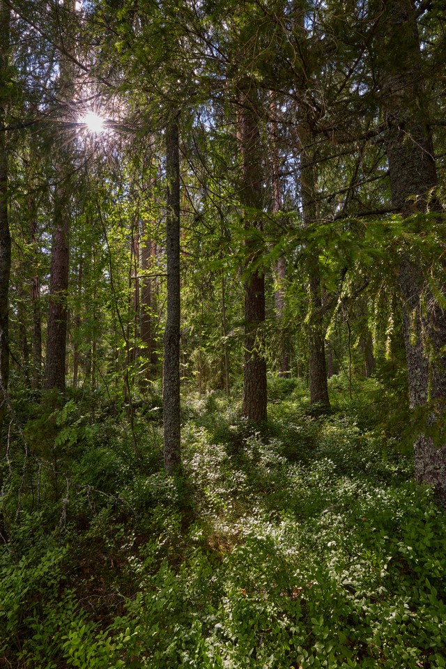 Canon RF 20mm f1.4 VCM_4w.jpg