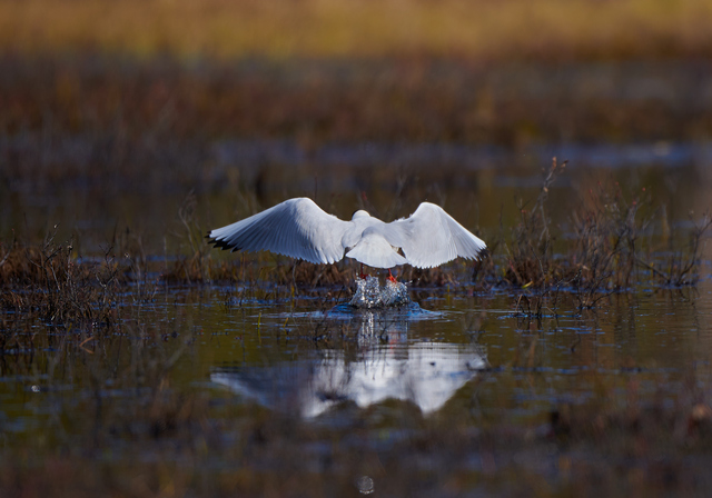 Nikon 120-300 f2,8_8w.jpg