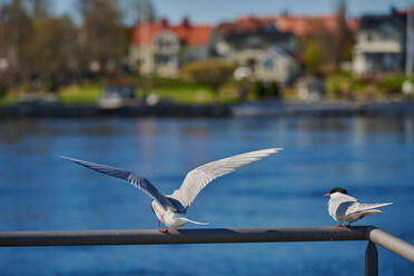 Nikon Z 28-135 f4 PZ_blogg1.jpg