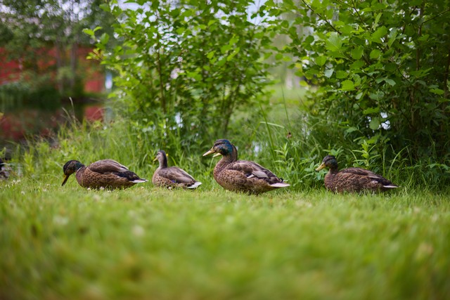 Canon RF 45mm f1.2 STM_23w.jpg