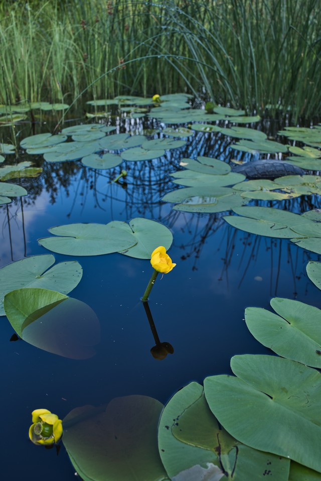 Sony RX1R III_6w.jpg