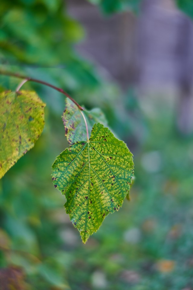 Voigtländer 50mm f1.2_28w.jpg