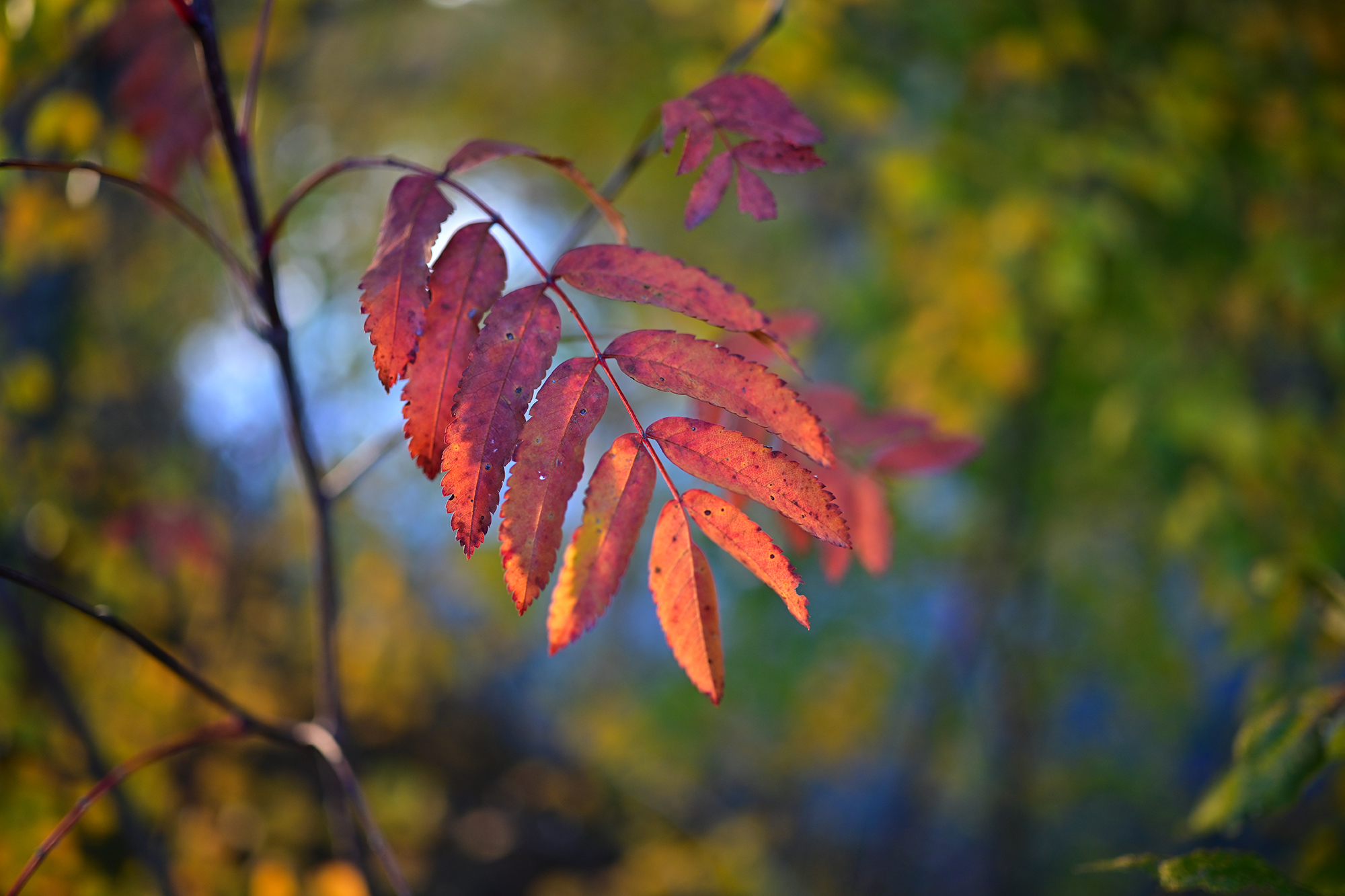 DSC_0290.JPG
