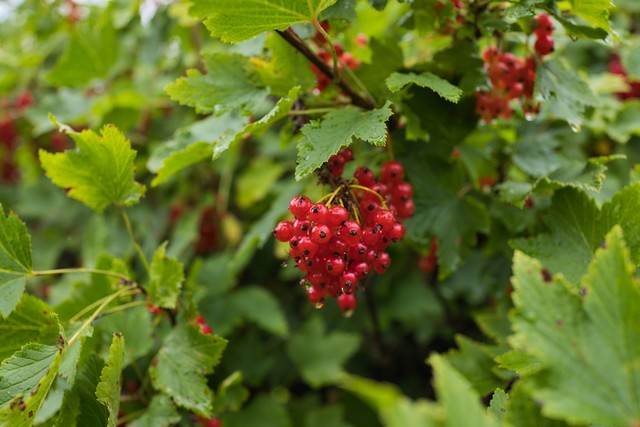 Sony RX1R III_12w.jpg