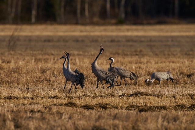 Sigma 300-600mm f4_3w.jpg