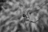 Test: Laowa 35/0,95 FF II Argus