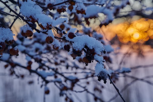 Nikon Z 24-105 f4-7.1_15w.jpg