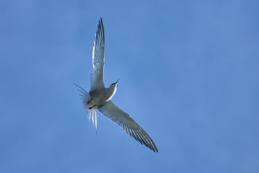 Canon RF 75-300mm_blogg1.jpg