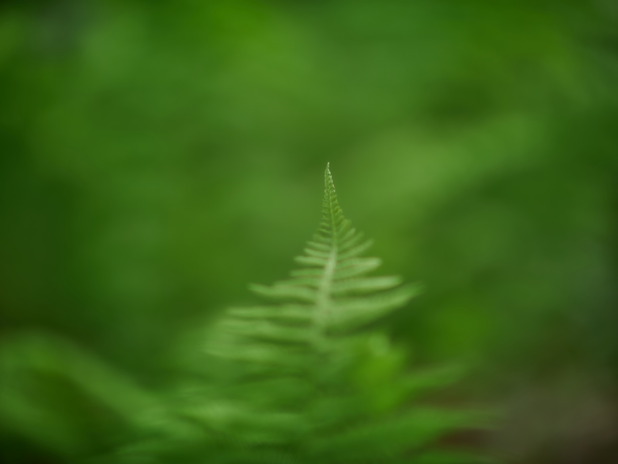 Voigtlander 29mm f08_blogg3.jpg