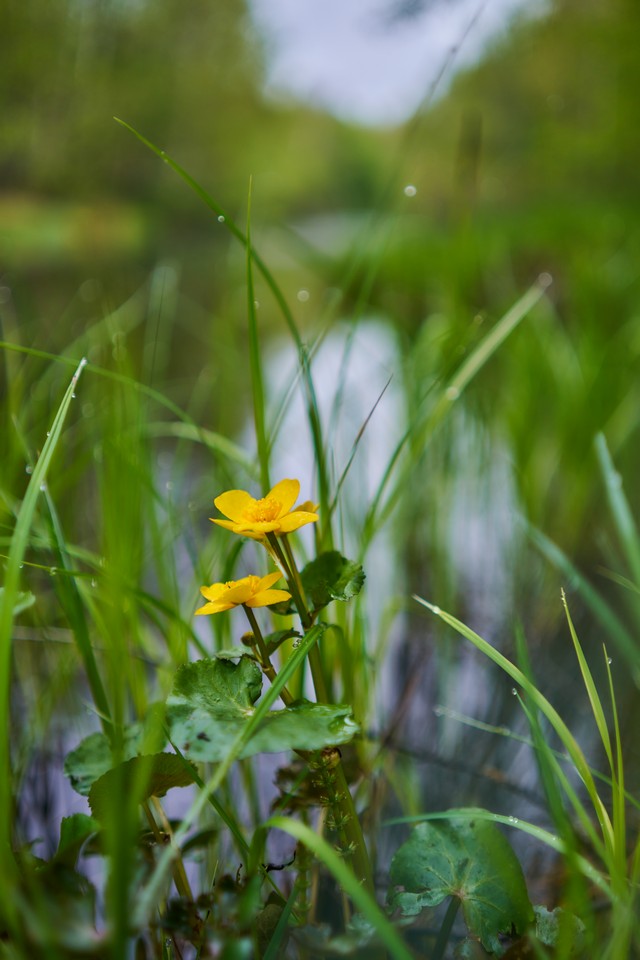 Samyang 35mm 1.8 P_30w.jpg