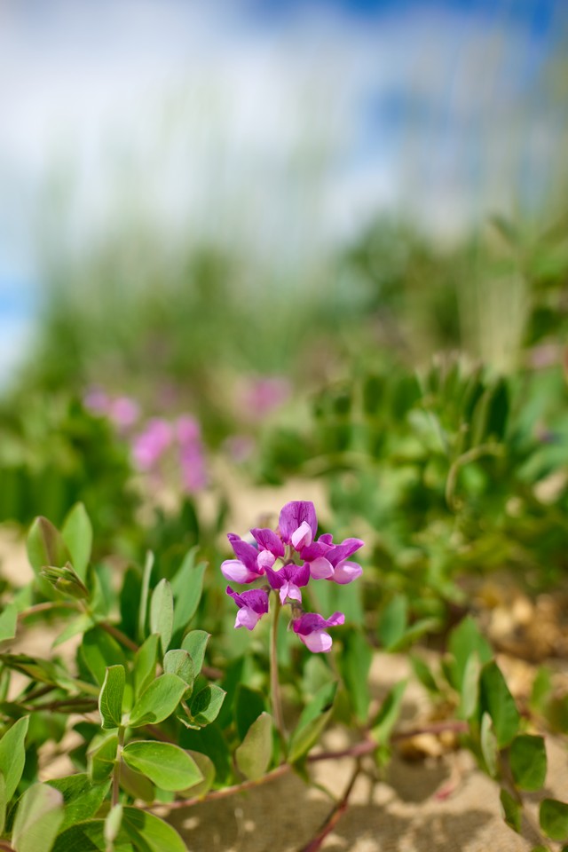 Panasonic S40mm_3w.jpg