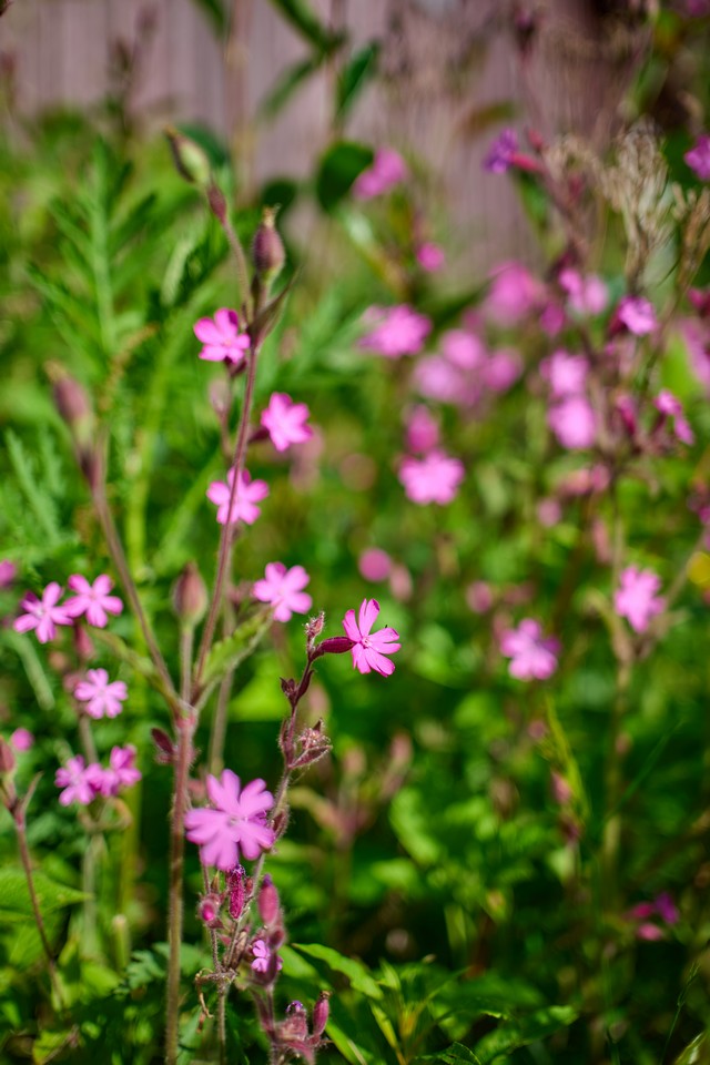 Panasonic S 40mm f2_14w.jpg