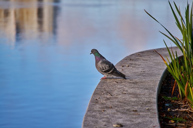 Sigma 20-200mm DG C_30w.jpg