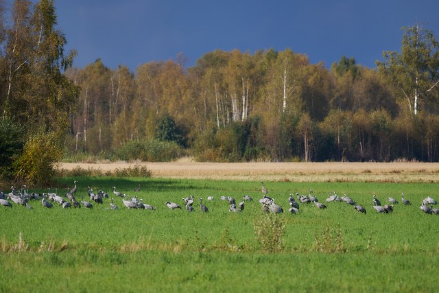 Sony FE 100-400mm f4.5_28w.jpg