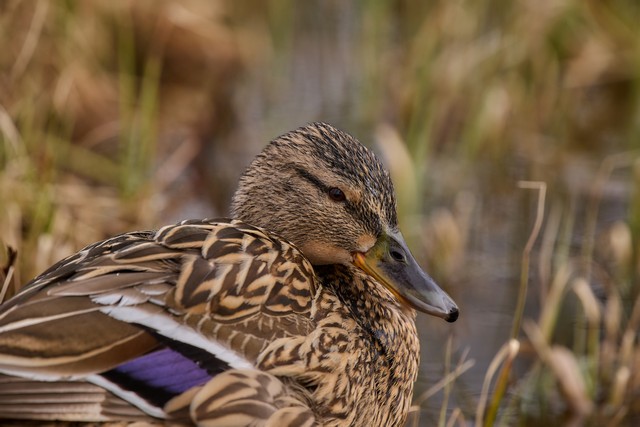 Panasonic S 100-400mm_19w.jpg