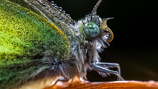 lacf65_640_2.jpg