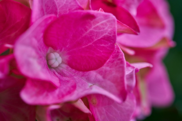 Laowa 58mm Macro 2x_19w.jpg