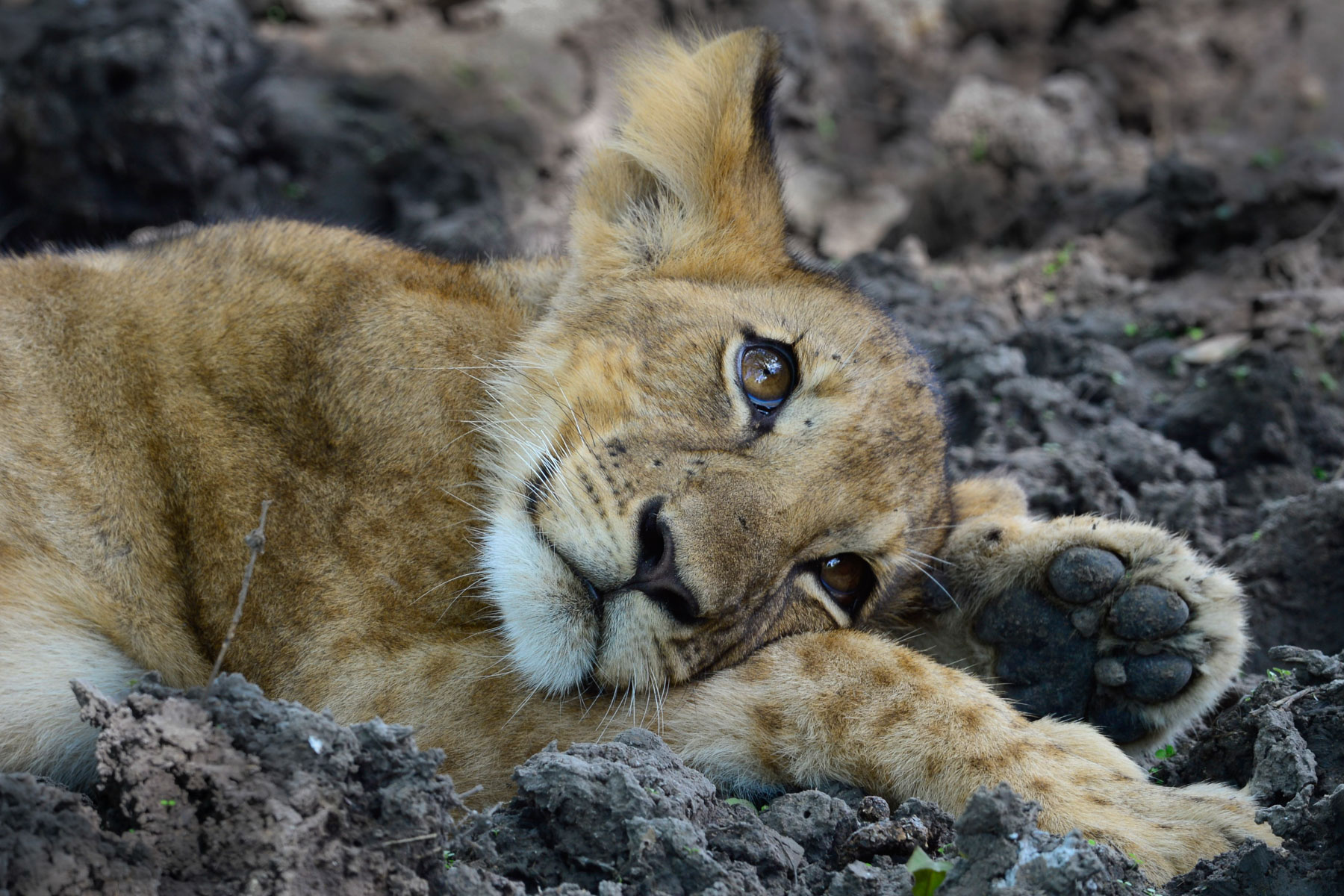 Selous-Zoom-Fotoresor-2.jpg