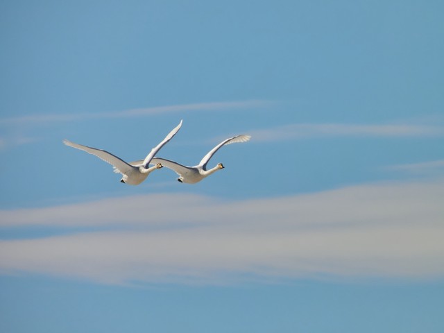 Nikon P1100_40w.jpg