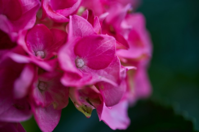 Laowa 58mm Macro 2x_18w.jpg