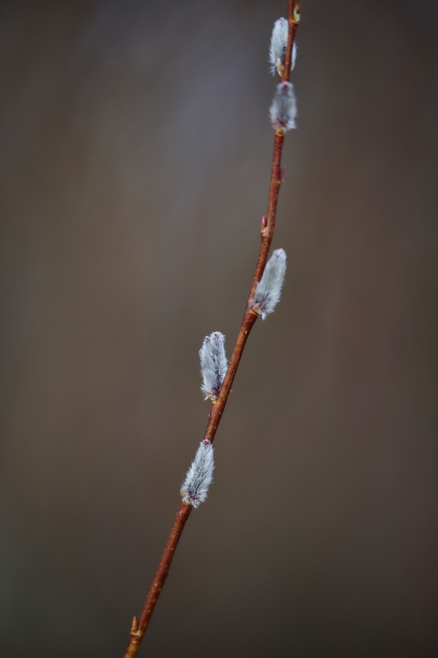 Nikon 70-200 f2.8 II_27w.jpg