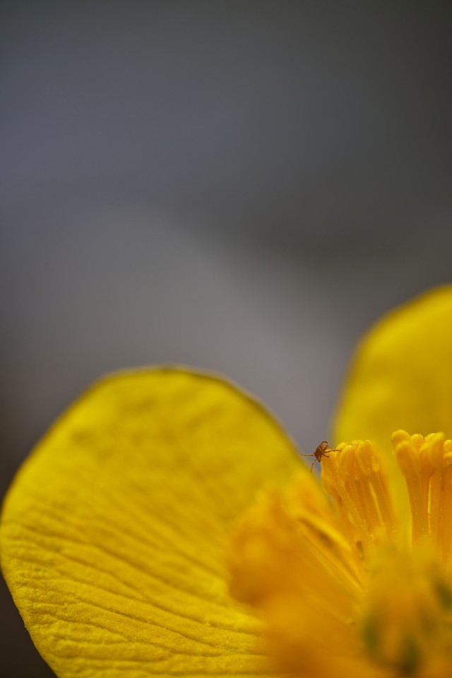 Laowa 58mm Macro 2x_12w.jpg
