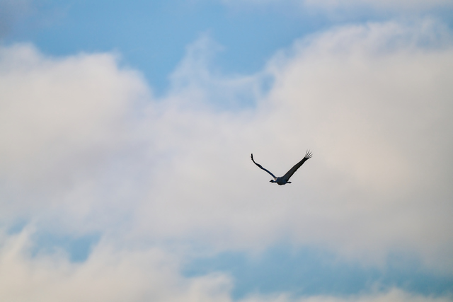 Sigma 300-600mm f4_24w.jpg