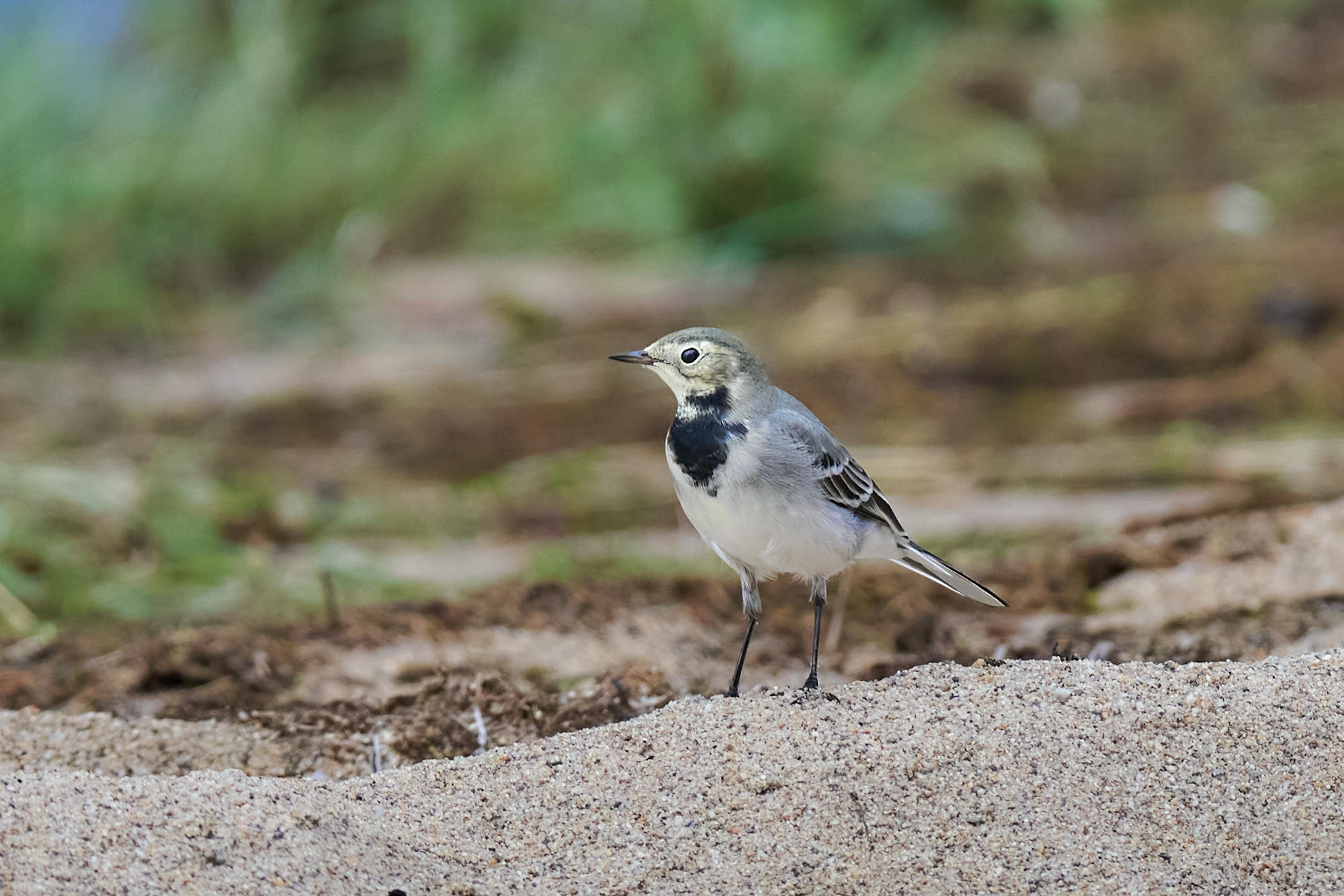 Sony FE 100-400mm f4.5_blogg1.jpg