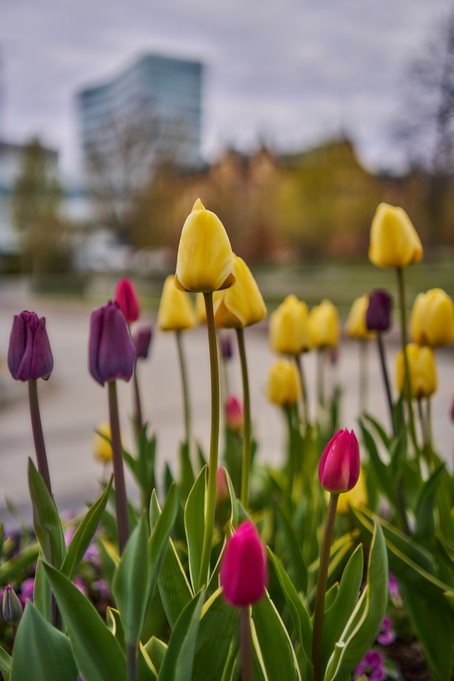Samyang 35mm f1.8 P_11w.jpg
