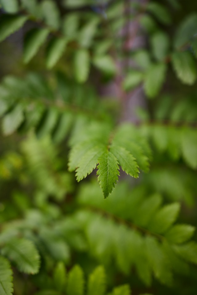 Canon RF 20mm f1.4 VCM_6w.jpg