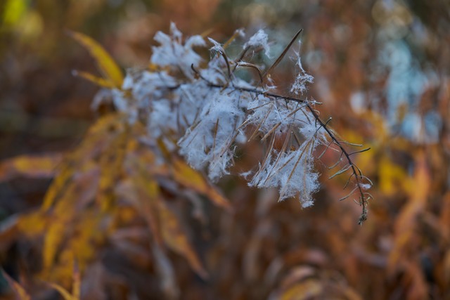 Sigma 20-200mm DG C_20w.jpg