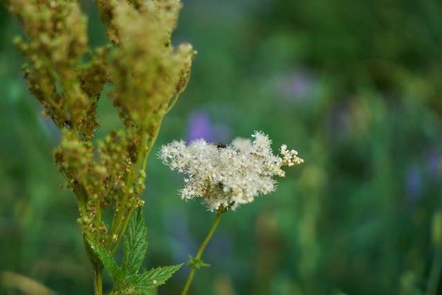 Sigma 17-40mm f1.8_1w.jpg