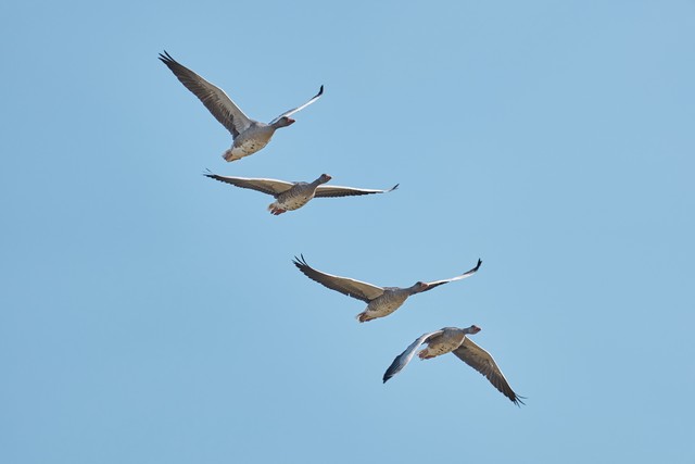Sony RX 10 V_19w.jpg