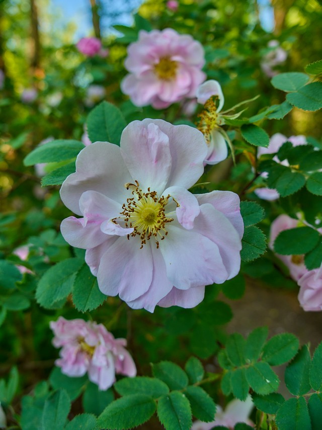 Panasonic L10_34w.jpg