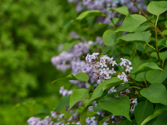 Panasonic L10_12w.jpg