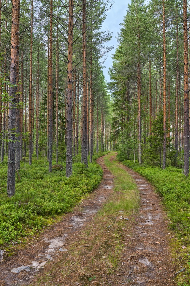 Sony RX1R III_20w.jpg