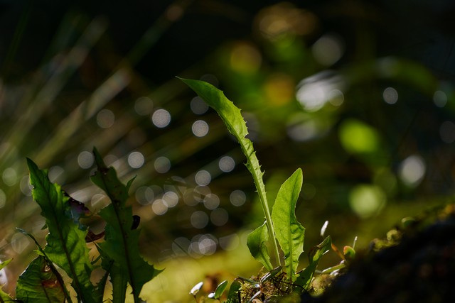 Nikon 180-600mm_10w.jpg