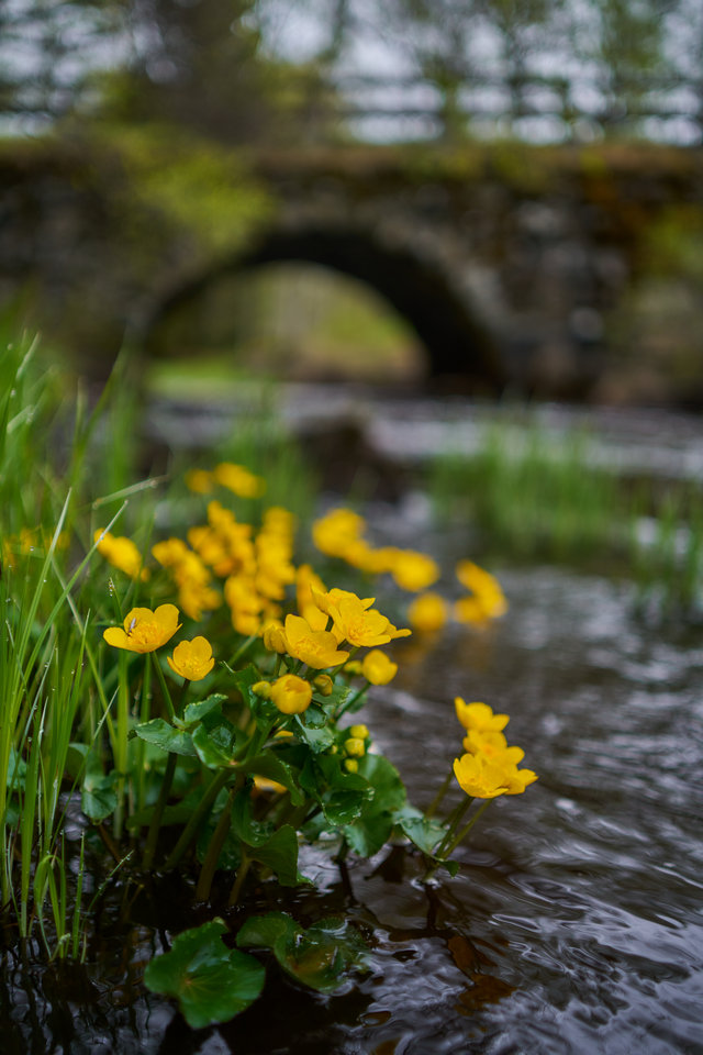 Samyang 35mm f1.8 P_31w.jpg
