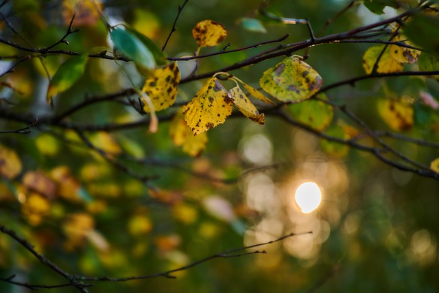 Nikon Z 24-70mm f2.8 II_33w.jpg