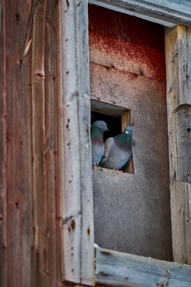 Sigma 200mm f2_21w.jpg