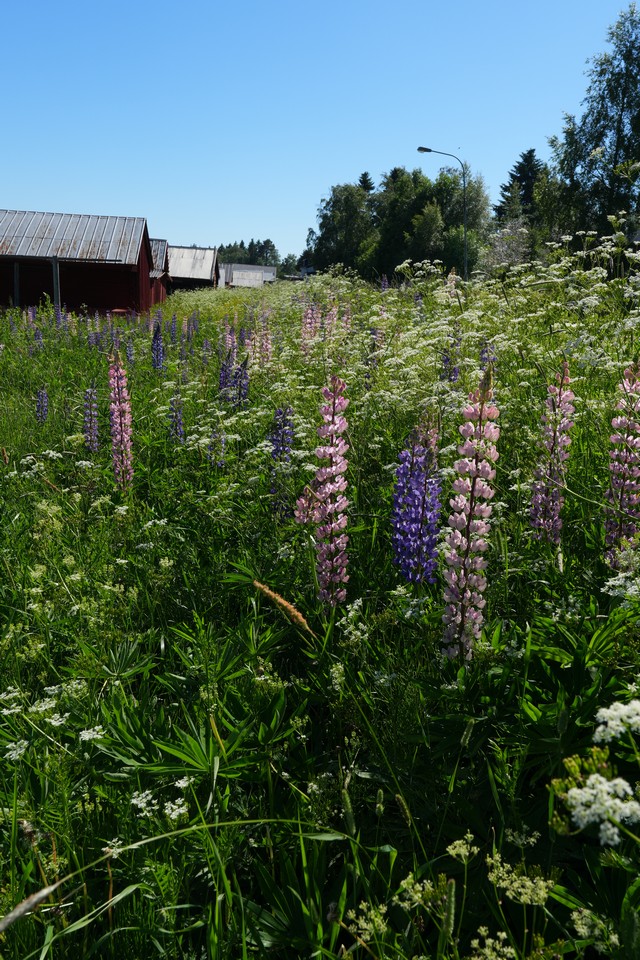 Sony ZV-E10 II_6w.jpg