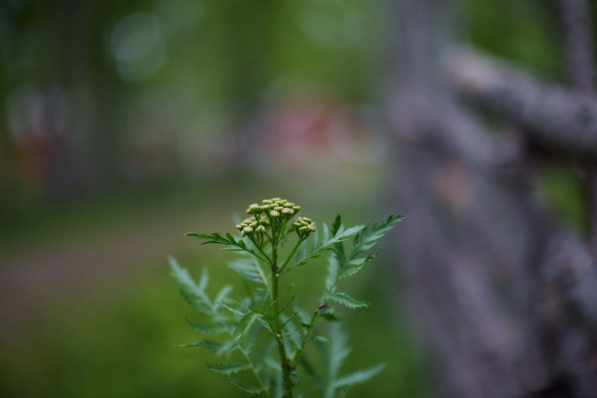 Canon RF 45mm f1.2 STM_blogg1.jpg