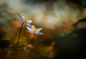 FLORA1.png