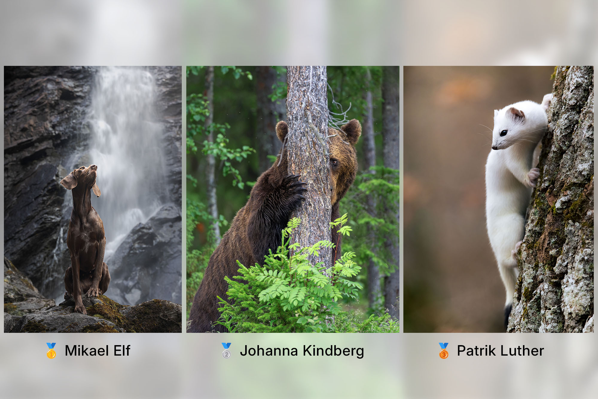 Bilder på de tre vinnande bidragen från fototävlingen Årets Djurbild Vilt & Tamt med Canon