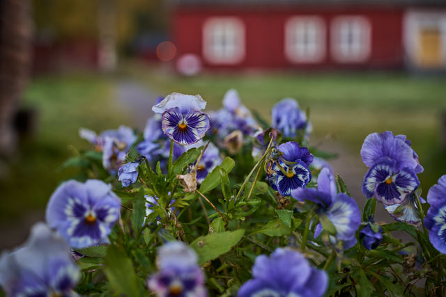 Sigma 20-60mm f2.8_4_37w.jpg