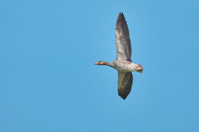 Sony RX 10 V_12w.jpg