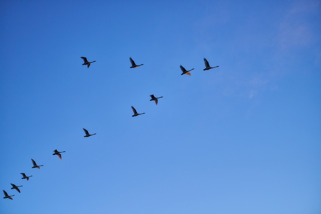 Viltrox 85mm f1.4 PRO_8w.jpg