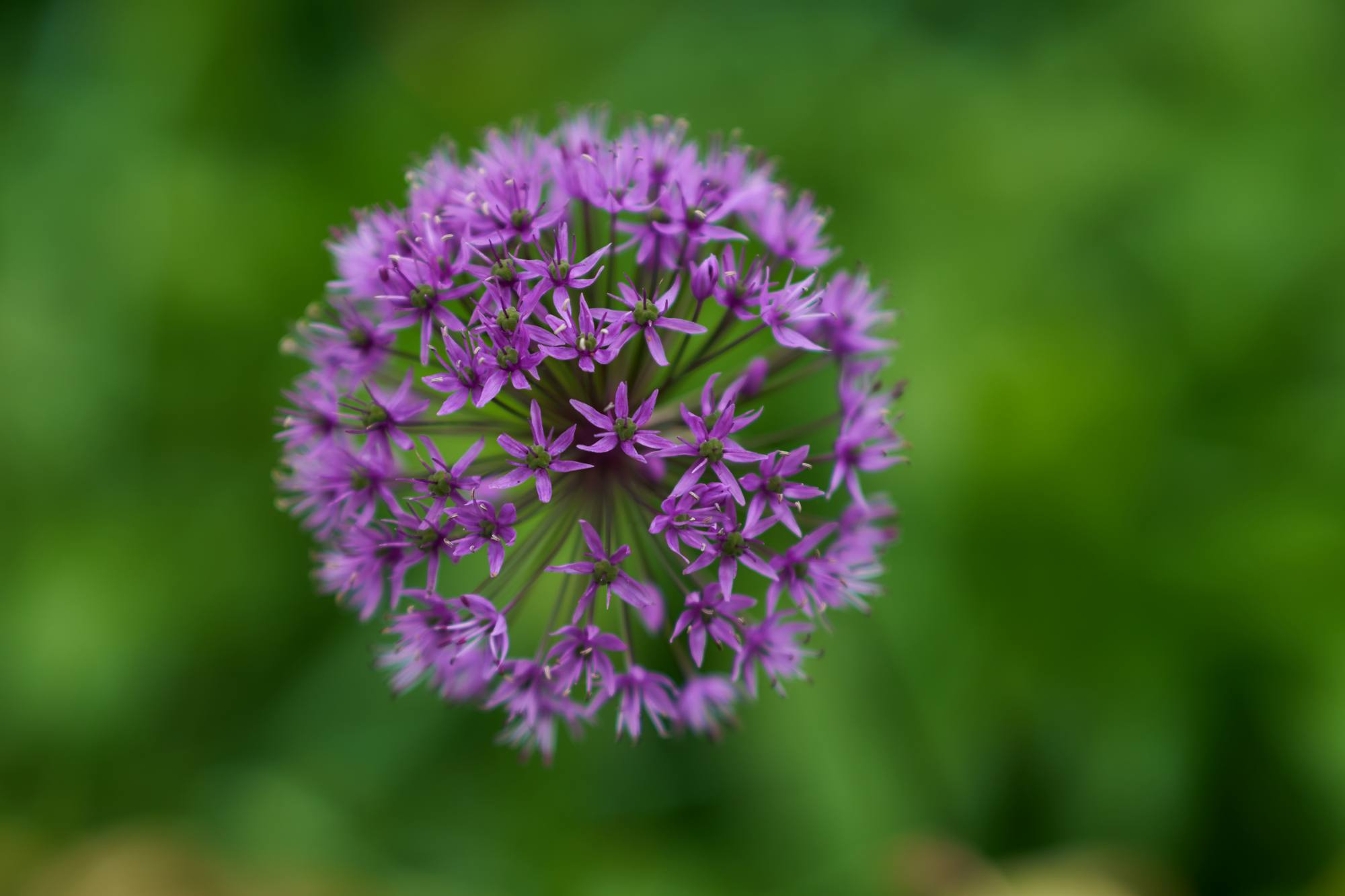 Samyang 85mm f1.4 FE II_blogg1.jpg