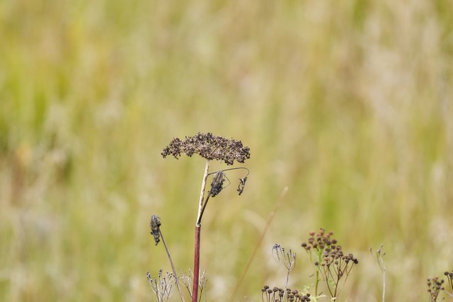 Sony FE 100-400mm f4.5_51w.jpg